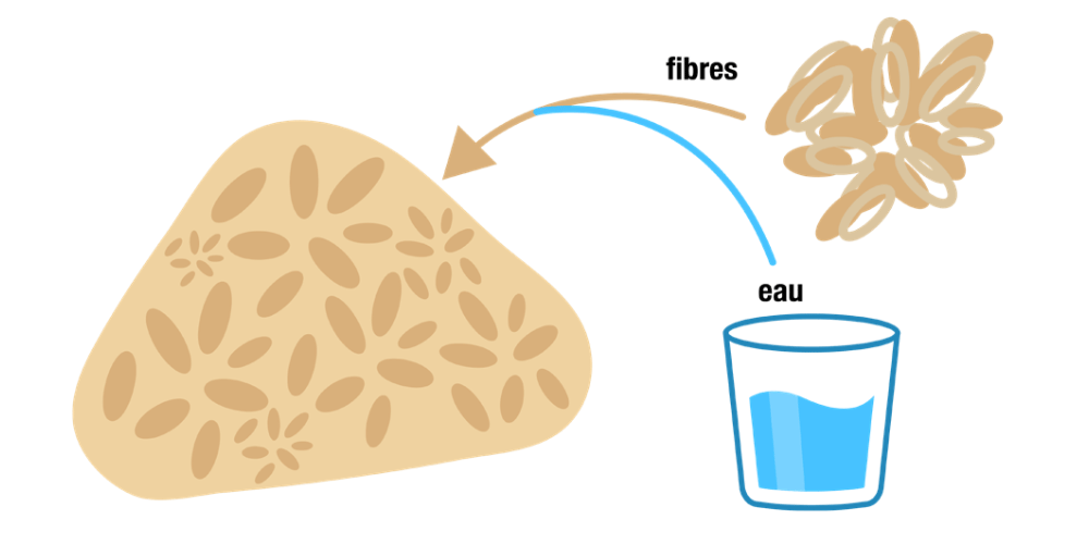 psyllium action